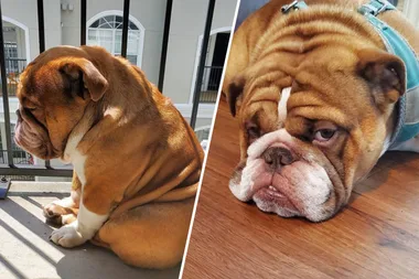 The World Just Wants Adorable Pup ‘Big Poppa’ To Be Happy