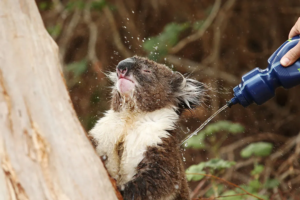 koalas