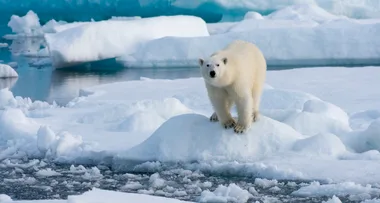 Polar Bears Have Officially Been Given A Date For Extinction