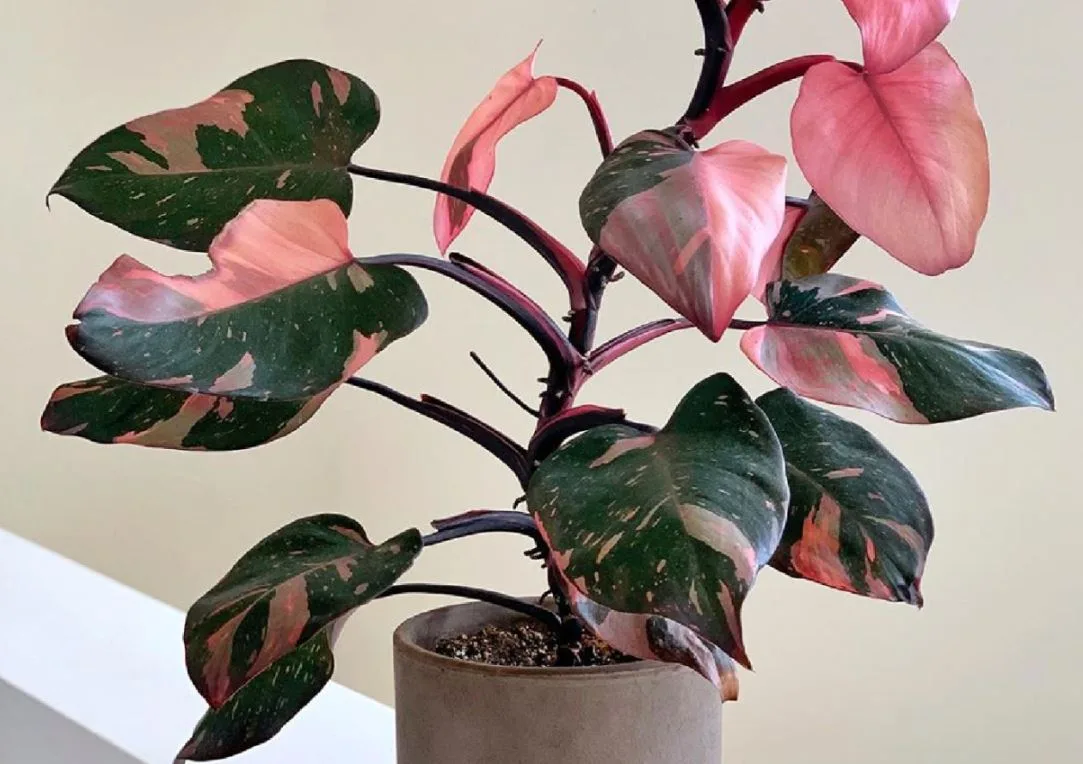 caramel marble philodendron seeds Super Rare Philodendron Caramel Marble Plant in Nursery Pot - Variegated  Indoor Houseplant