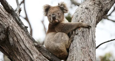 Koala Habitats That Survived Australia’s Bushfires Are Now Being Logged