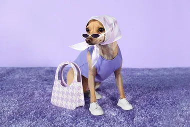 Instagram’s Most Fashionable Dog Has Launched Her Own Line Of Chic Handbags