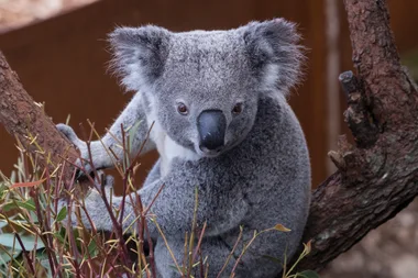 The Australian Government Has Given Approval For A Koala Habitat To Be Bulldozed To Extend A Quarry