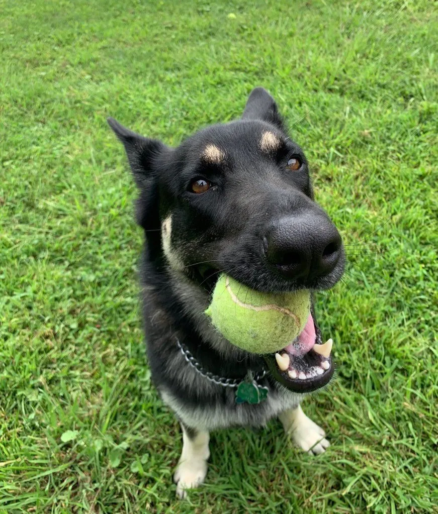 Major, Joe Biden's dog
