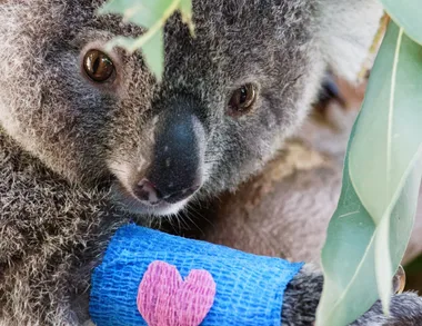 L’Occitane Is Helping To Save Our Koalas