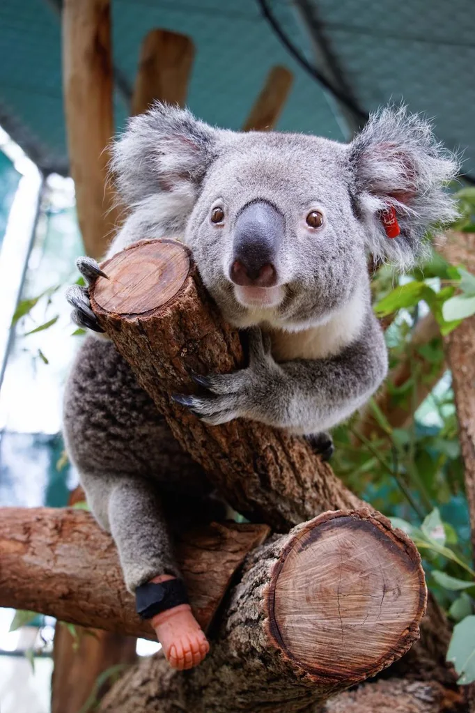 koala