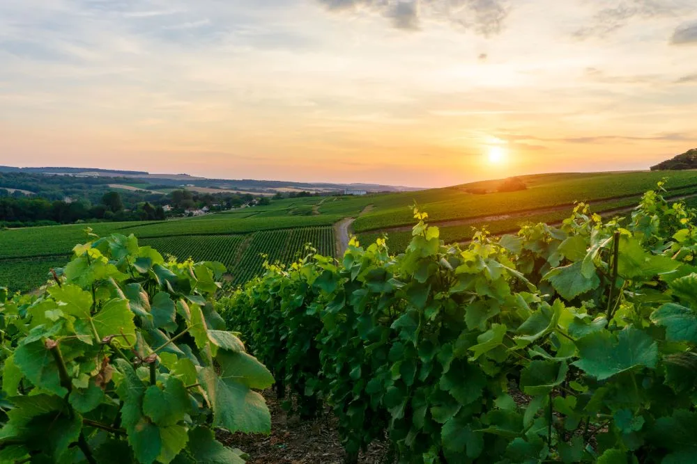 hunter valley