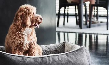 These Are The Best, Most Stylish Dog Beds In Australia