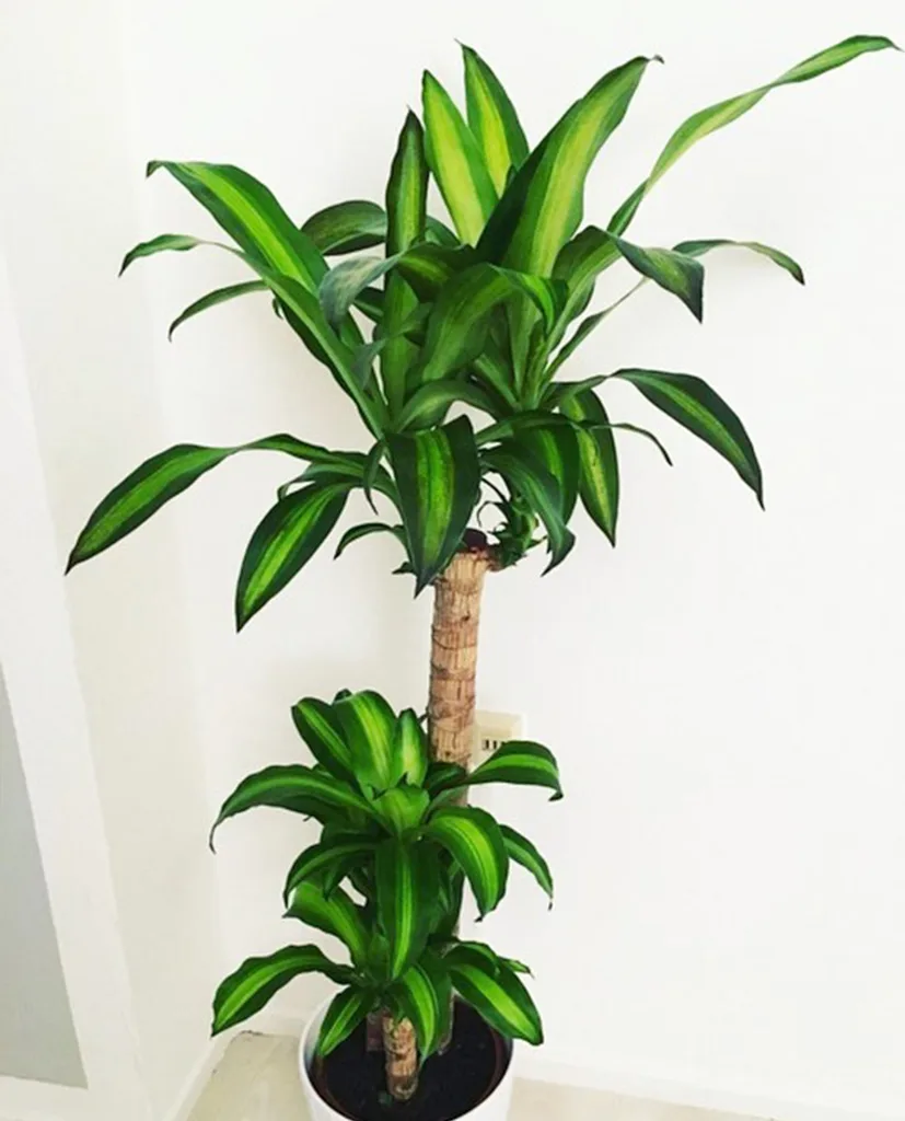 Plants Star Sign