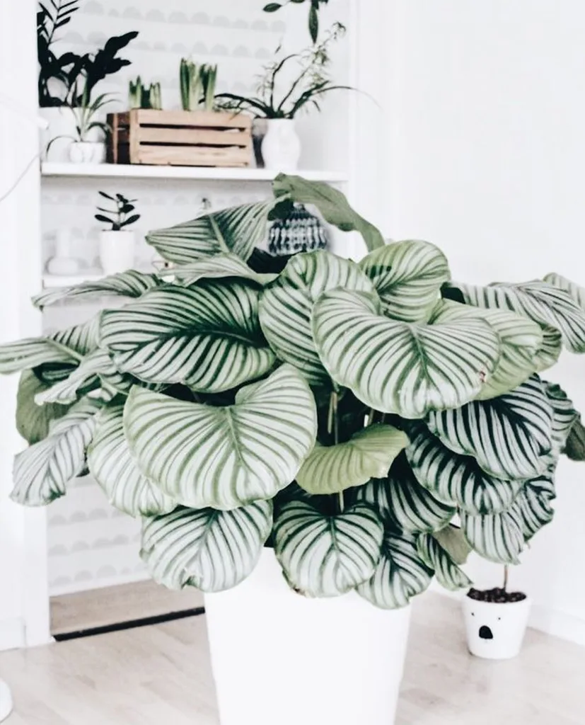 Plants Star Sign