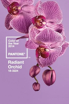 Radiant Orchid