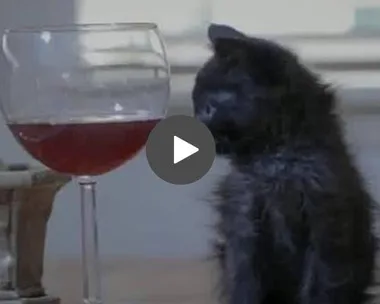 A black kitten sits next to a wine glass filled with red liquid, looking at it with curiosity.