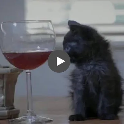 A black kitten sits next to a wine glass filled with red liquid, looking at it with curiosity.