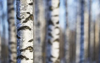 Birch sap