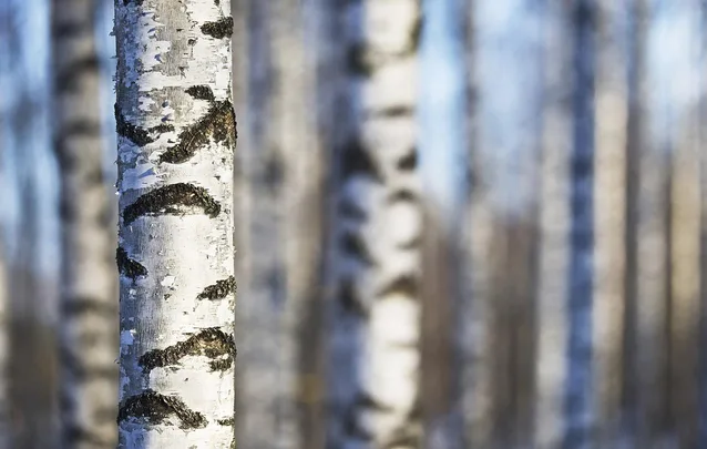 Birch sap