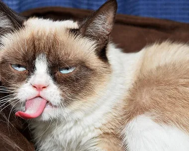 Cat with a grumpy expression and tongue sticking out.