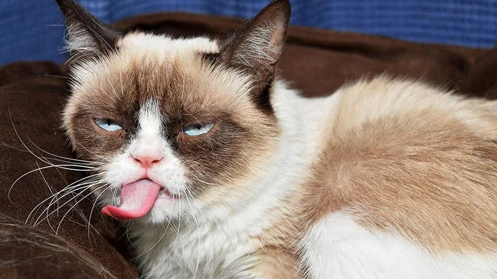 Cat with a grumpy expression and tongue sticking out.