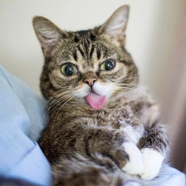 The Internet's Most Famous Felines