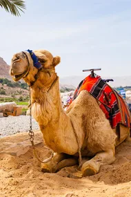 A camel with a colorful saddle blanket sits on sandy ground with a desert landscape in the background.