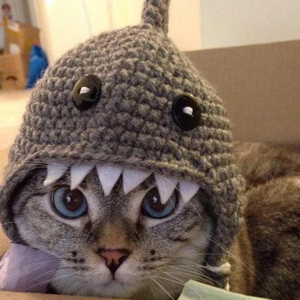 The Internet's Most Famous Felines