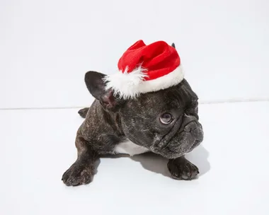 A French bulldog wearing a Santa hat, lying down on a white surface, looking to the side.