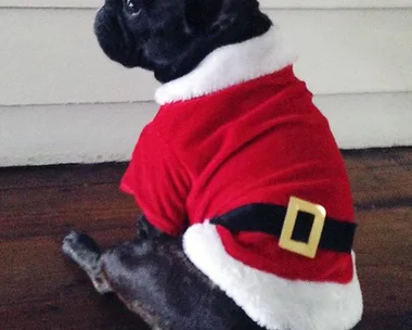 Dog in Santa outfit