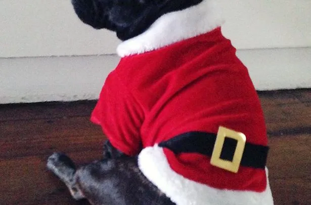 Dog in Santa outfit