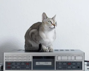 Kitty ditties: Scientists compose tunes for cats