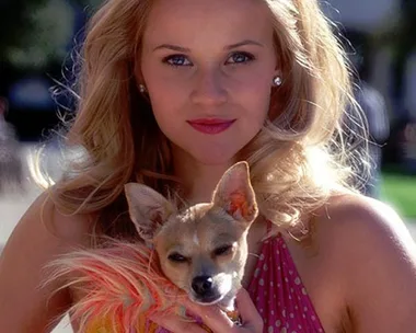 Reese Witherspoon as Elle Woods in a pink dress and holding her Chihuahua Bruiser Woods from "Legally Blonde."