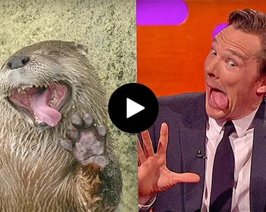 Benedict Cumberbatch Aces Otter Impersonation On Graham Norton Show