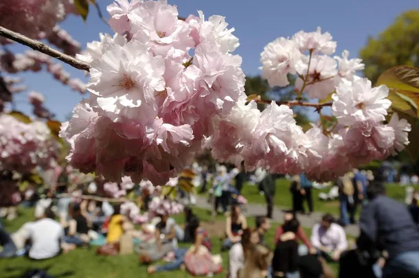 Sakura Matsuri, Brooklyn Botanic Garden. Getty.