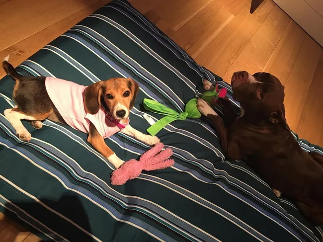 Two dogs on a striped bed: a beagle in a pink shirt with a toy and a brown pit bull with a green toy.