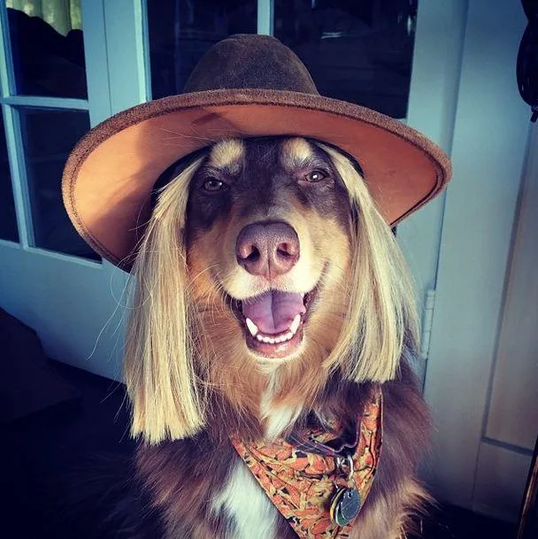 Dog wearing a cowboy hat and blonde wig, smiling with a bandana around its neck.