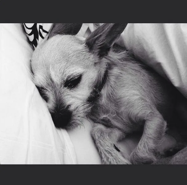 Small dog lying on a pillow, looking relaxed and sleepy in a black and white photo.