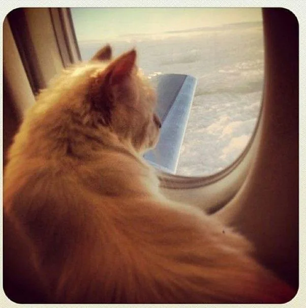 Cat gazing out of an airplane window at clouds and sky, with one ear perked up.