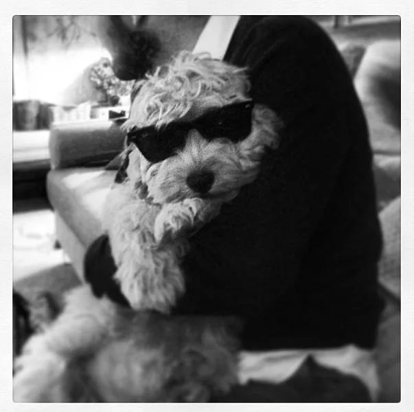 A curly-haired dog wearing sunglasses is held in a person's arms in a cozy living room.