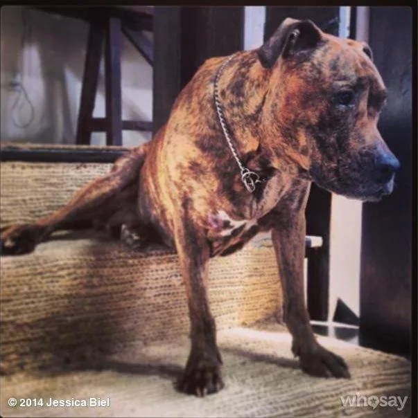 Brindle dog lying on stairs, wearing a chain collar, in an indoor setting.