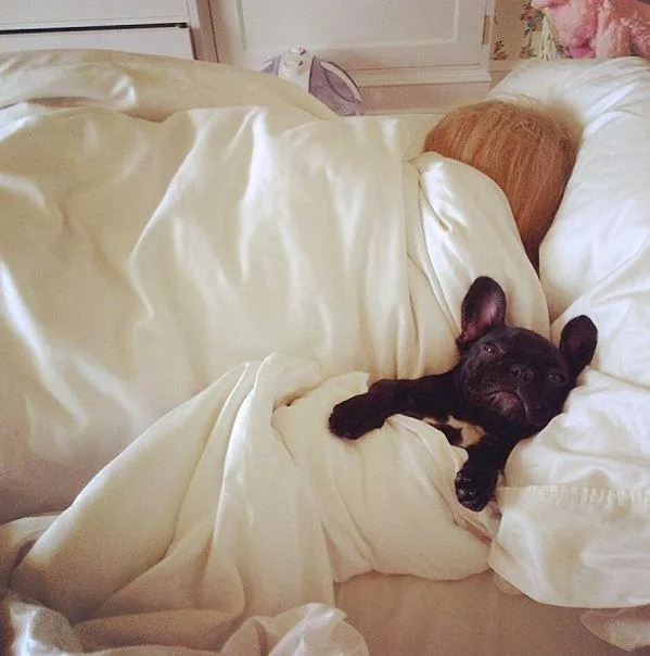 Sleeping person and a black French bulldog snuggled under white bedding, both lying on a bed.
