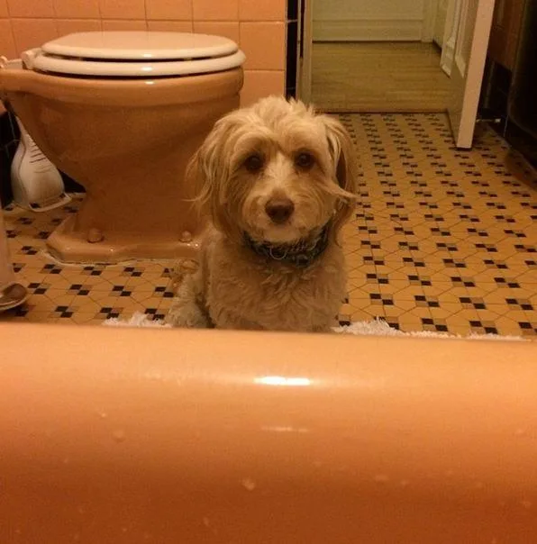 Cute fluffy dog sitting on a bathroom floor, looking at a bathtub.