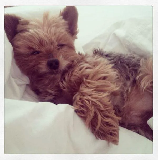 A small, fluffy dog lying comfortably on a white bed, appearing relaxed and cozy.