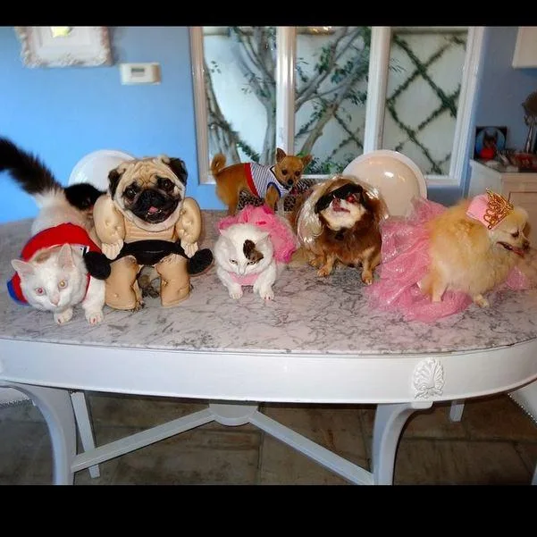 Pets in humorous costumes including a cat as Snow White and dogs in dresses on a marble table.
