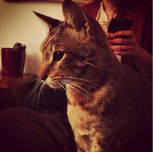 A large, spotted cat sits indoors next to a person using a smartphone.