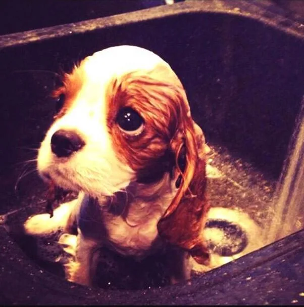 Wet Cavalier King Charles Spaniel puppy in a sink, looking upward with large, expressive eyes.