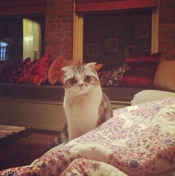 Scottish Fold cat sitting on a bed in a cozy room with patterned pillows and a brick wall.