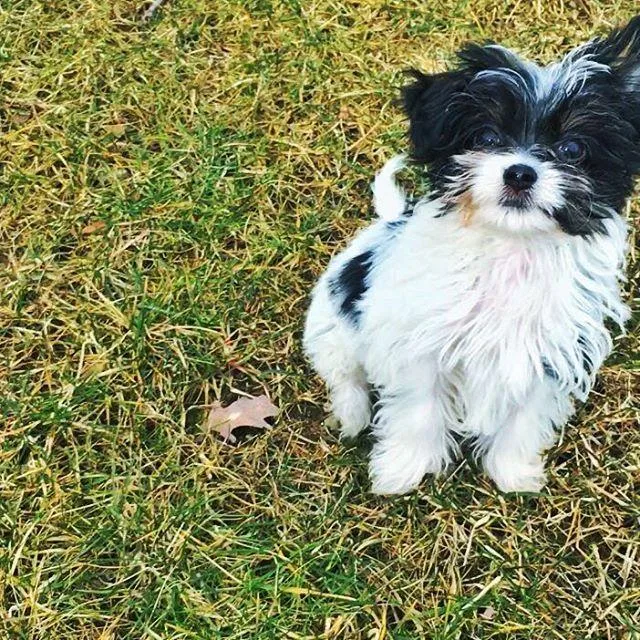 A small black and white puppy sits on grassy ground, looking at the camera.