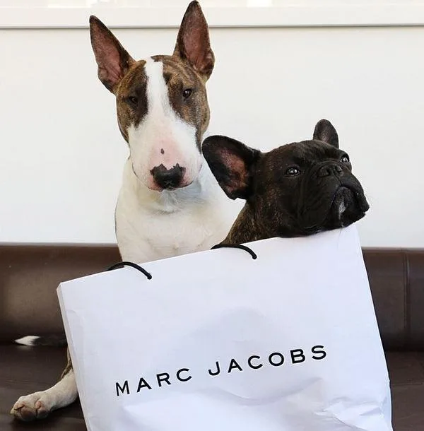 Two dogs sitting behind a Marc Jacobs shopping bag on a couch.