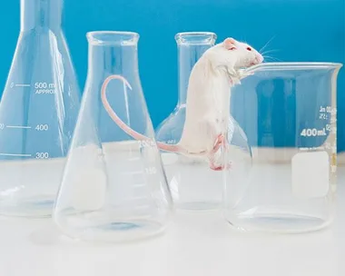 A white rat among laboratory glassware, highlighting animal testing; part of The Body Shop campaign to stop animal testing.