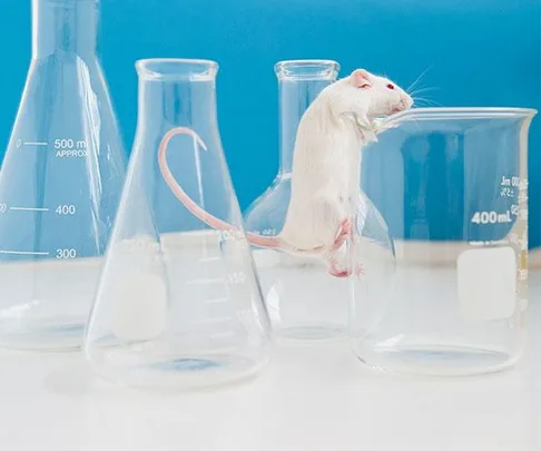 A white rat among laboratory glassware, highlighting animal testing; part of The Body Shop campaign to stop animal testing.