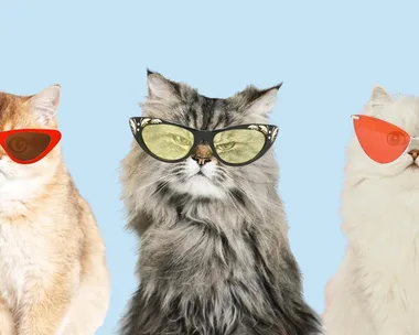 Cats with sunglasses.