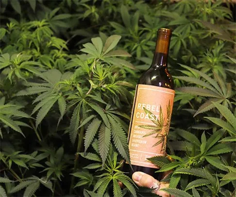 Rebel Coast marijuana wine.